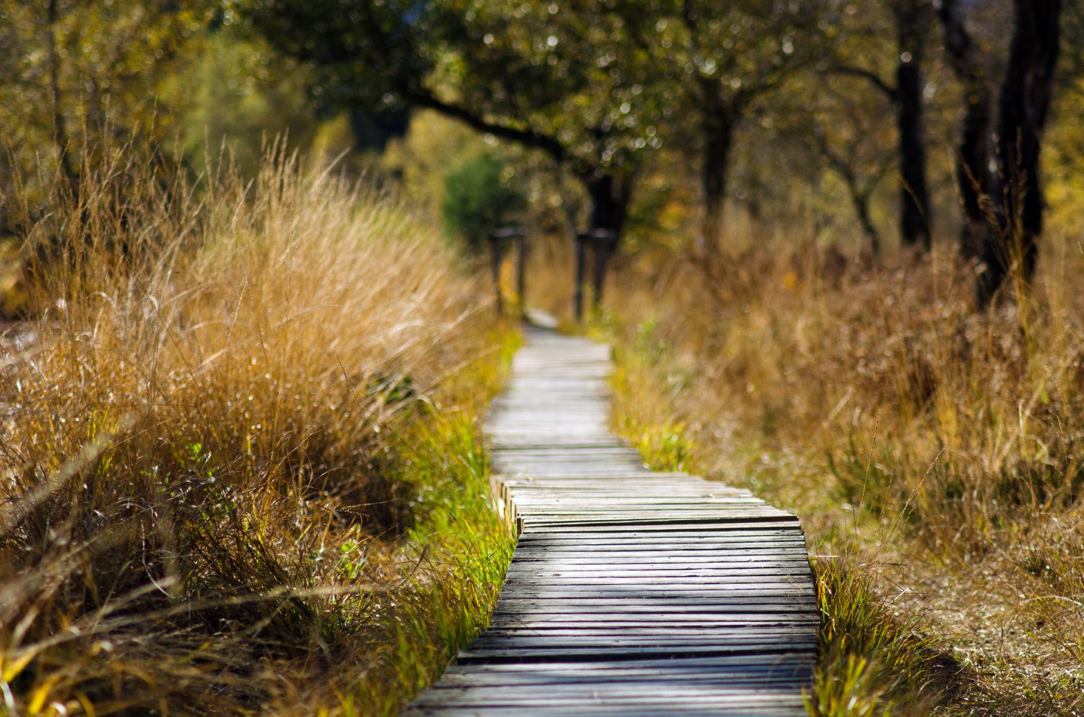 wooden trail in grassy area